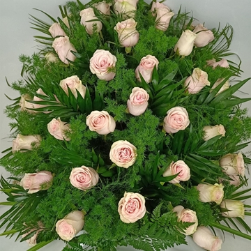 RAMO Nº6 - Imagen 1